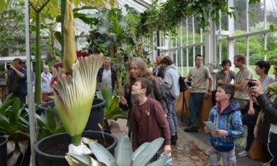 corpse flower meise botanical garden 620x350.jpg