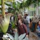 corpse flower meise botanical garden 620x350.jpg