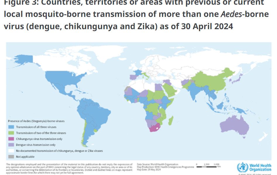 dengue chick.jpg