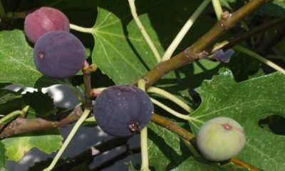 figs 751 1280 620x350.jpg