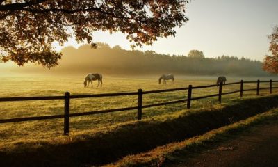 horses gad6b3843c 1280 620x350.jpg