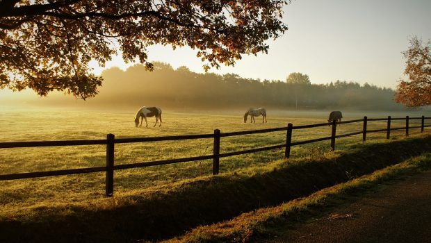 horses gad6b3843c 1280 620x350.jpg