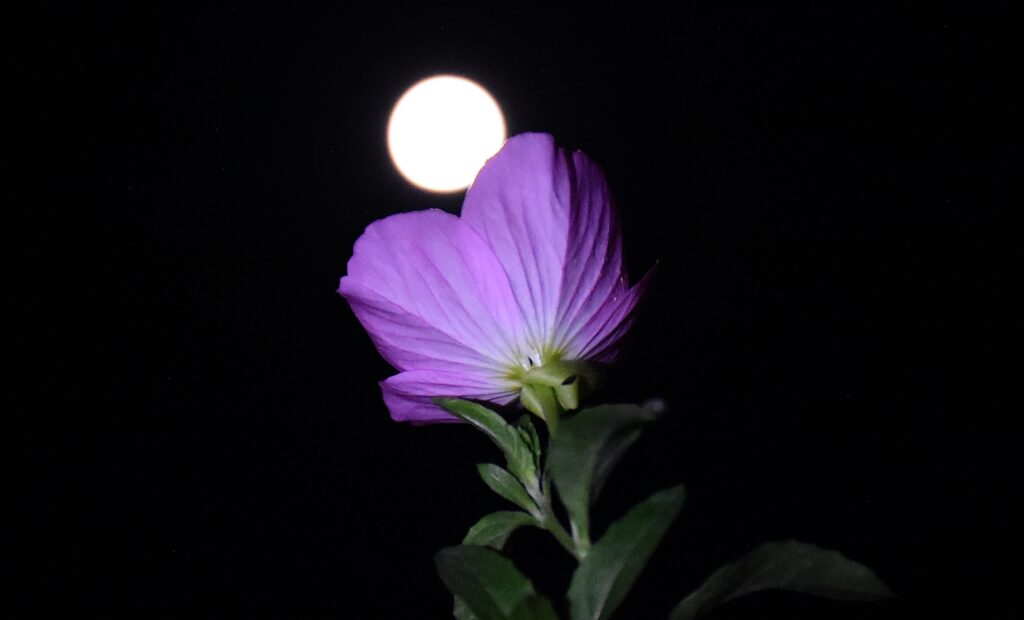 Πανσέληνος Ιουνίου: Μαγεύουν οι εικόνες από το «Φεγγάρι της Φράουλας»