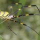 Joro Spider Trichonephila clavata 620x350.jpg