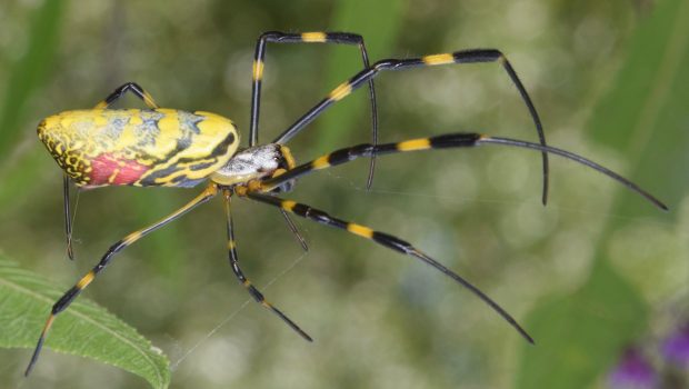 Joro Spider Trichonephila clavata 620x350.jpg