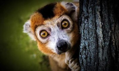 lemur 3295891 1280 620x350.jpg