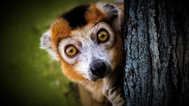 lemur 3295891 1280 620x350.jpg