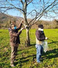 sfika kastania.jpg