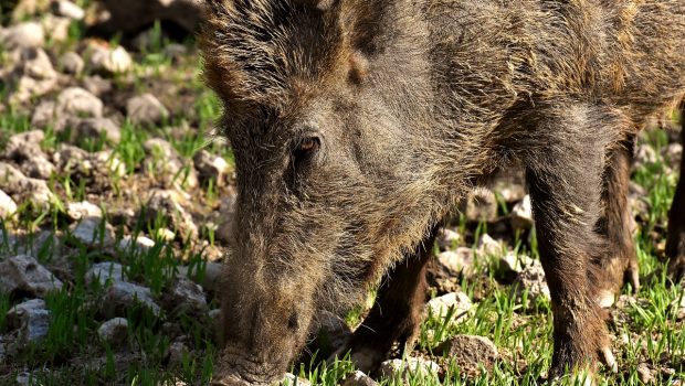 wild boars 3363665 1280 620x350.jpg