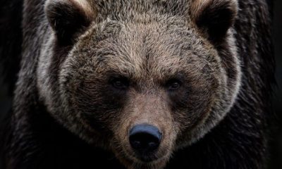 brown bear 7591629 1280 620x350.jpg