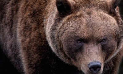 brown bear 7597616 1280 620x350.jpg