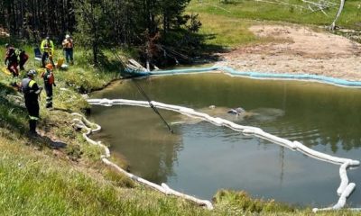 car in geyser yellowstone 620x350.jpg