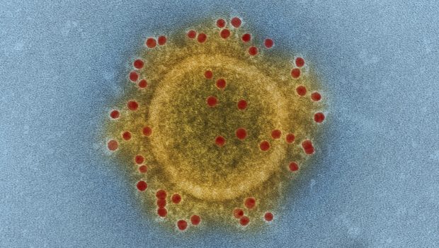 coronavirus rawpixel 1 620x350.jpg