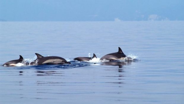 dolphins16 7 1 620x350.jpg