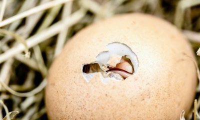 hatching chicks 2448541 1280 620x350.jpg