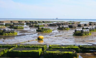 oyster farm g0fdc60a5d 1280 620x350.jpg