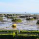 oyster farm g0fdc60a5d 1280 620x350.jpg