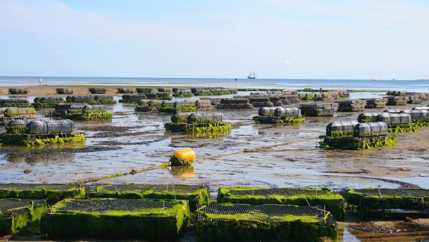 oyster farm g0fdc60a5d 1280 620x350.jpg