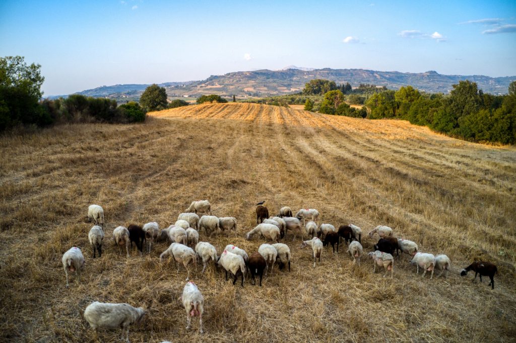 Πανώλη