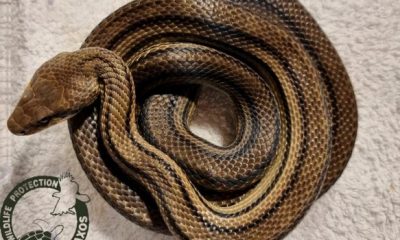 snake12 7 620x350.jpg