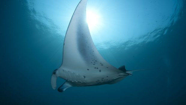 stingray 2311561 1280 620x350.jpg