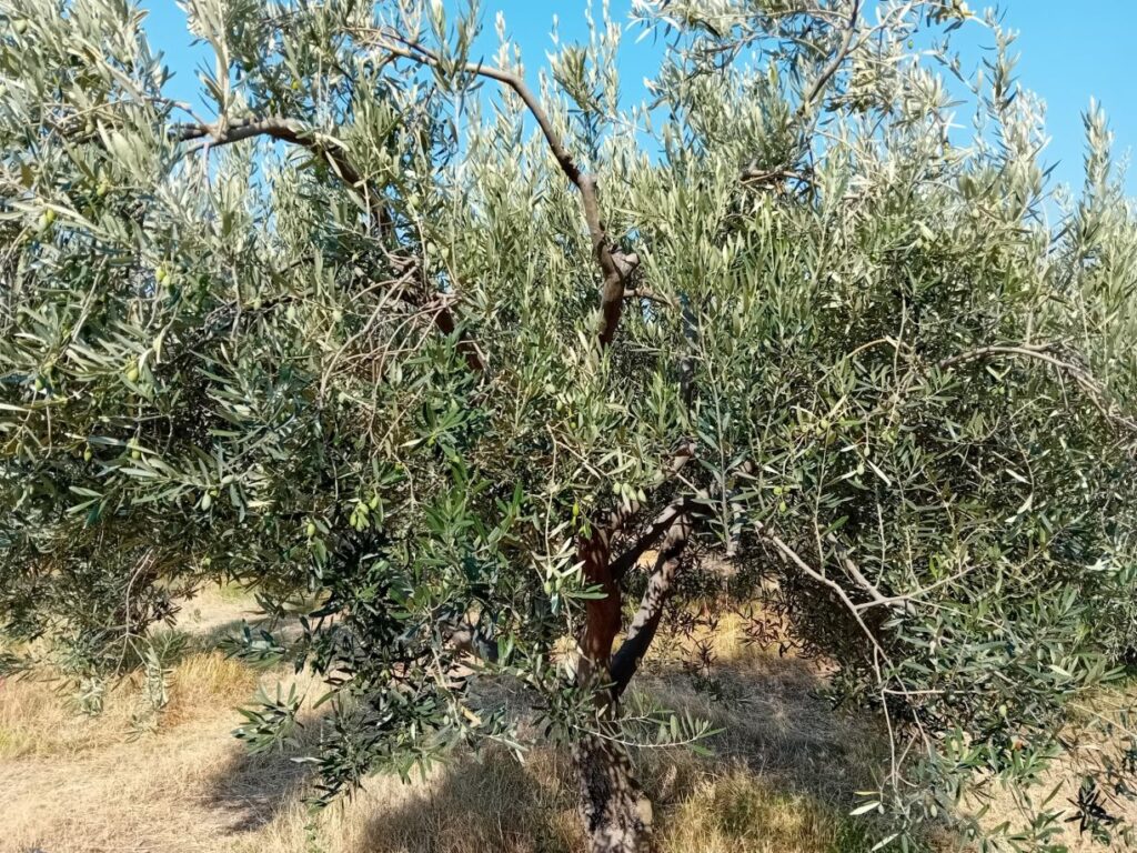 Το νερό από γεώτρηση σώζει τα ελαιόδεντρα στους Γόννους Λάρισας