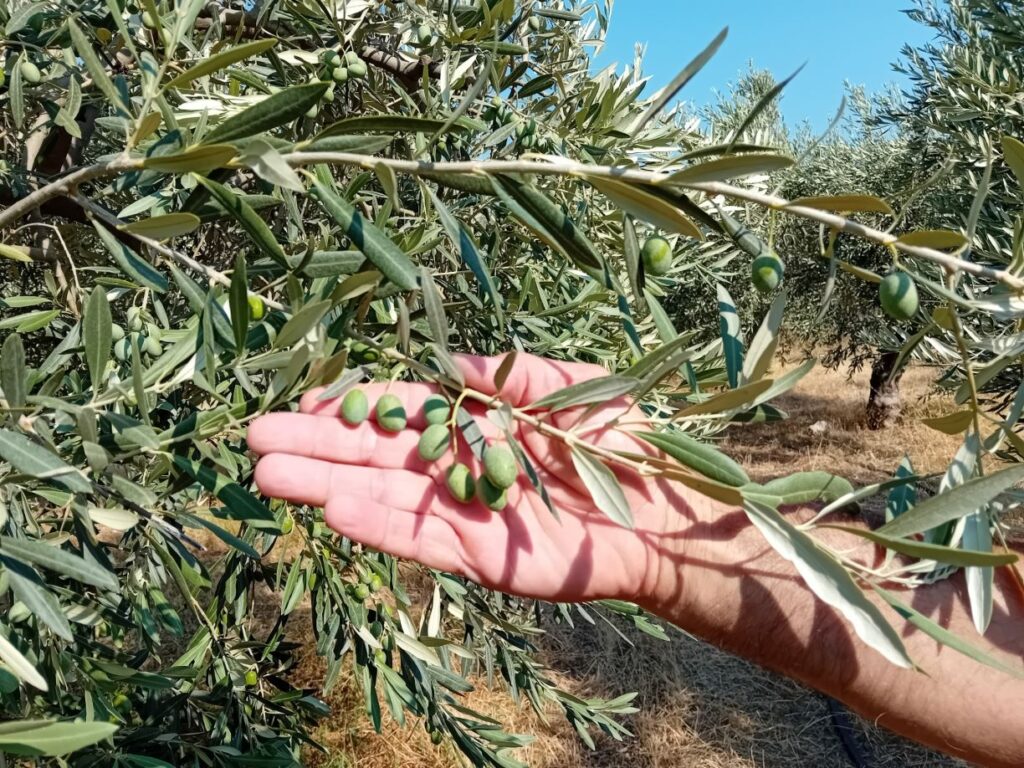 Το νερό από γεώτρηση σώζει τα ελαιόδεντρα στους Γόννους Λάρισας