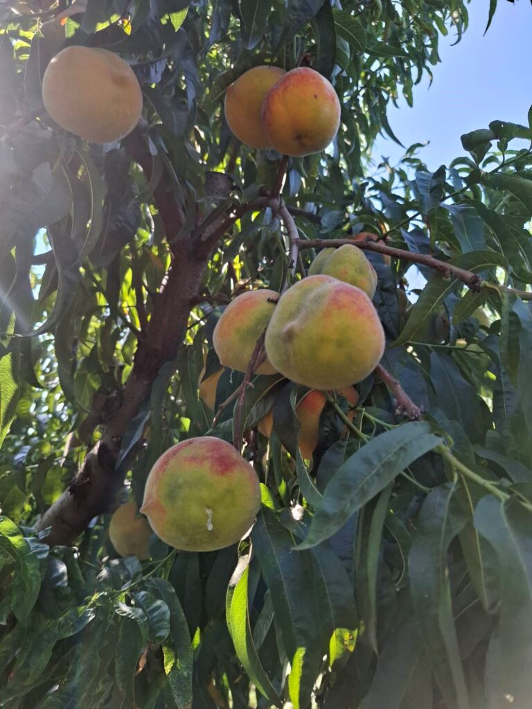 Φαινόμενο παραμόρφωσης ροδάκινων σε καλλιέργειες της Θεσσαλίας