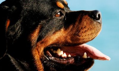 Rottweiler portrait 620x350.jpg