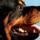 Rottweiler portrait 620x350.jpg