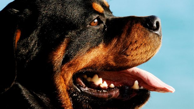 Rottweiler portrait 620x350.jpg