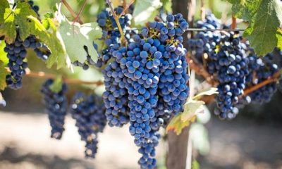 grapes 553464 640 620x350.jpg