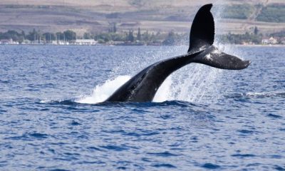 humpback 4996713 1280 620x350.jpg