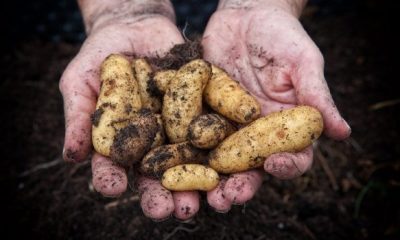 potatoes 5675 620x350.jpg