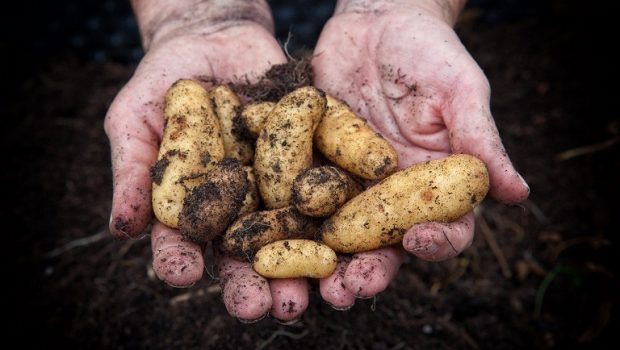 potatoes 5675 620x350.jpg