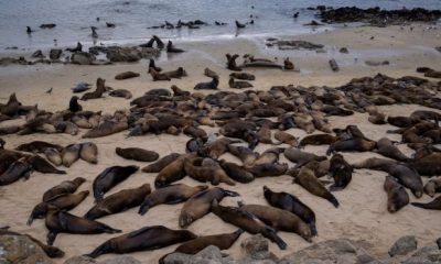 sea lions 620x350.jpg