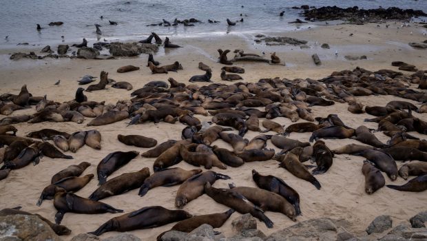 sea lions 620x350.jpg