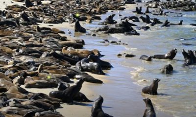 sea lions92 620x350.jpg