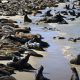 sea lions92 620x350.jpg