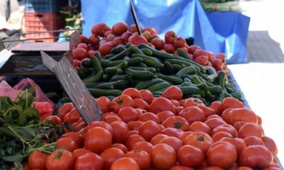 tomates 1024x684 1 620x350.jpg