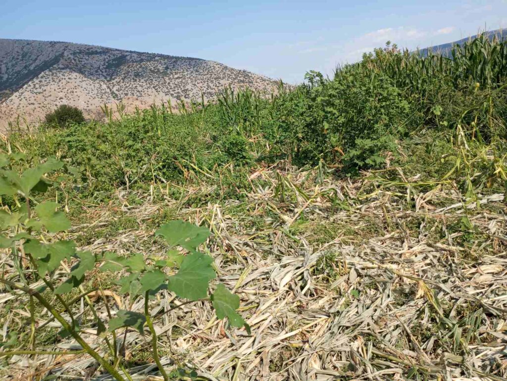 Αγριογούρουνα μια ανάσα… από το Ζάρκο Τρικάλων