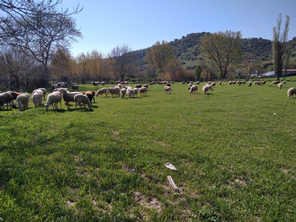 Νέα εναλλακτική πρόταση για την ανάπτυξη ζωικής παραγωγής στην Θεσσαλία