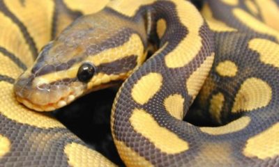 15632583 Ball Python photos 8 1373449682082 620x350.jpg