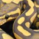 15632583 Ball Python photos 8 1373449682082 620x350.jpg