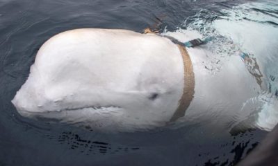 NORWAY WHALE 620x350.jpg