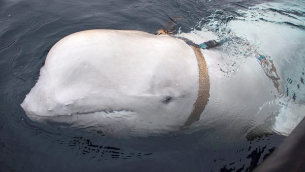 NORWAY WHALE 620x350.jpg