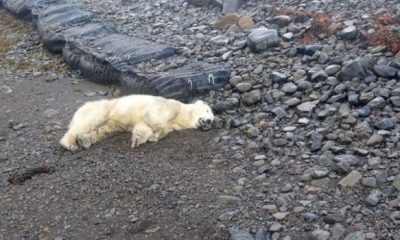 Polar Bear 620x350.jpg