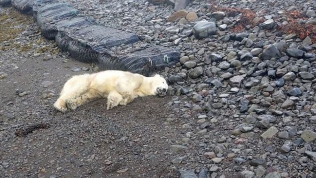 Polar Bear 620x350.jpg