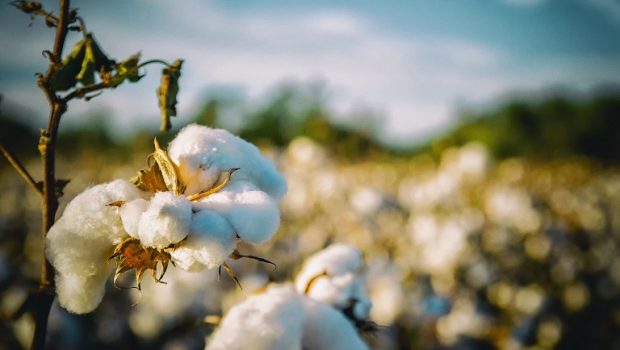 cotton.2109 620x350.jpg