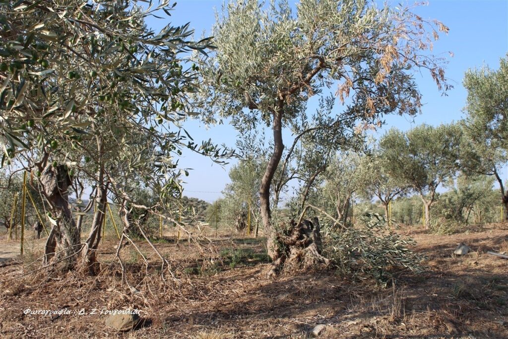 Γόννοι: Με ανοιχτή τιμή η παραλαβή της πράσινης ελιάς